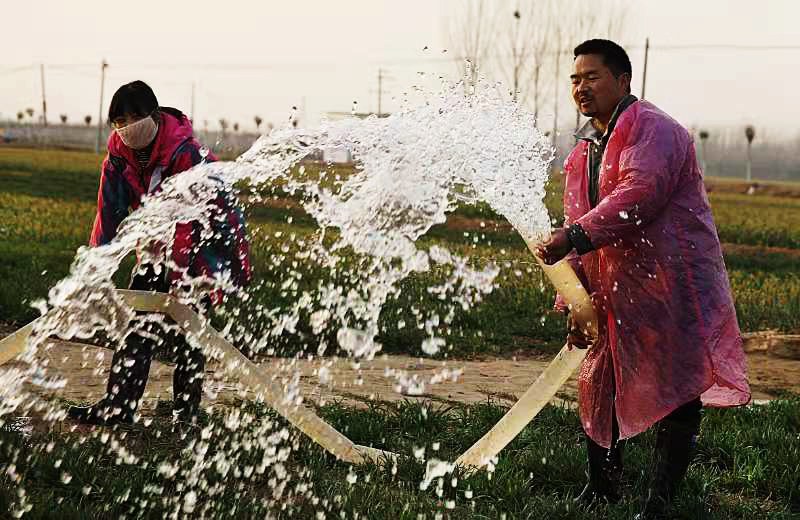農(nóng)歷正月初六，河南省尉氏縣邢莊鄉(xiāng)王響村的村民正在為返青小麥?zhǔn)┓?、澆水。李新義攝