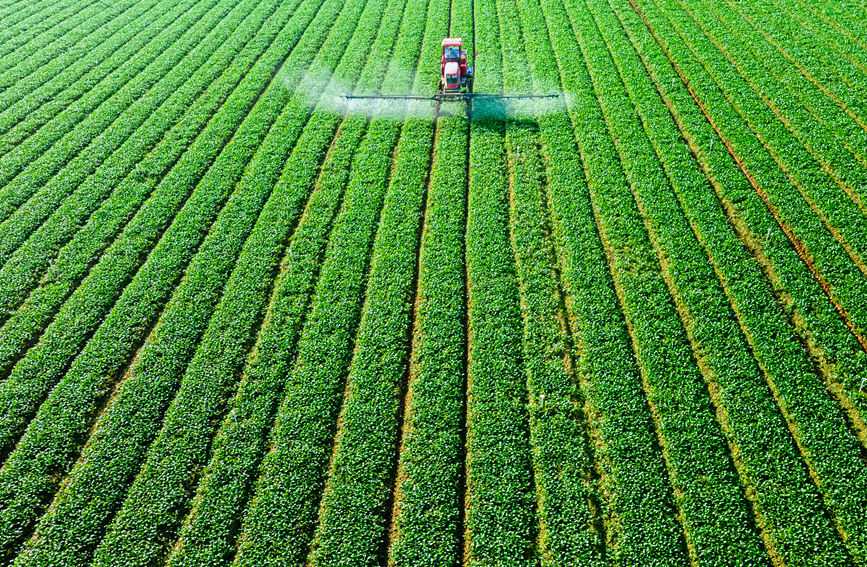 魯山縣義馬樓鄉(xiāng)、張良鎮(zhèn)等蔬菜種植重點(diǎn)鄉(xiāng)鎮(zhèn)，以優(yōu)質(zhì)蔬菜、名優(yōu)果品等特色產(chǎn)業(yè)助力鄉(xiāng)村經(jīng)濟(jì)發(fā)展。何元生攝