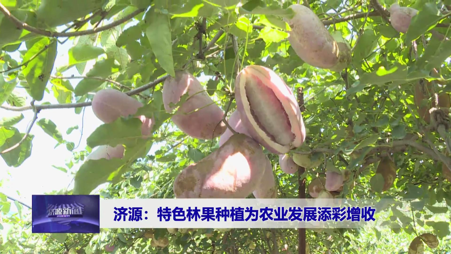 濟(jì)源網(wǎng)